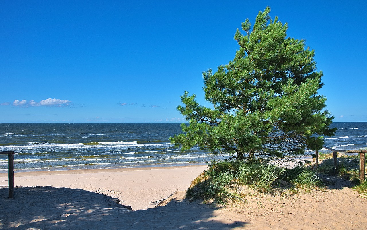 Rośliny morza bałtyckiego – uboga flora Morza Bałtyckiego