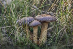 Chaga – zdrowy dar natury