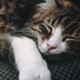 Petsitters w kontakcie: co musisz wiedzieć o domu tymczasowym dla zwierząt domowych?