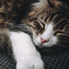 Petsitters w kontakcie: co musisz wiedzieć o domu tymczasowym dla zwierząt domowych?