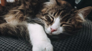 Petsitters w kontakcie: co musisz wiedzieć o domu tymczasowym dla zwierząt domowych?