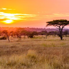 Odkryj niezwykłą naturę Tanzanii – przejedź przez park narodowy Serengeti